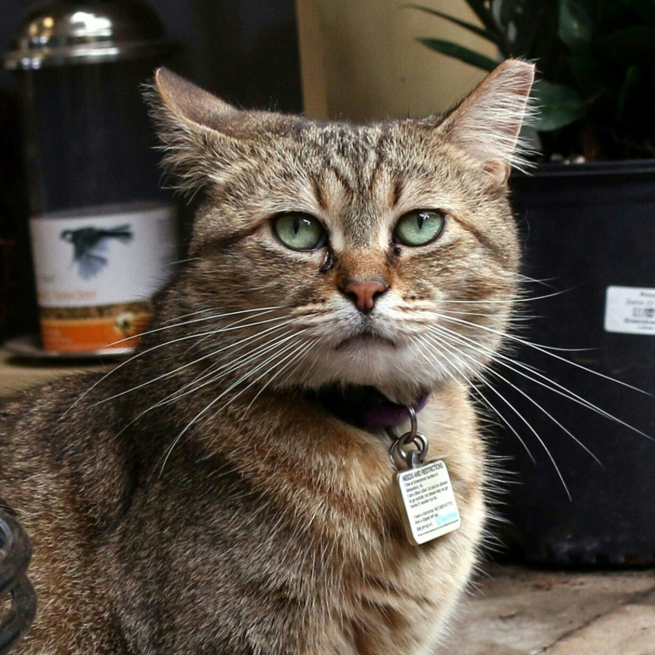 Ed Sheeran S Cats Join Celebrity Pet Crowd With Instagram Pages