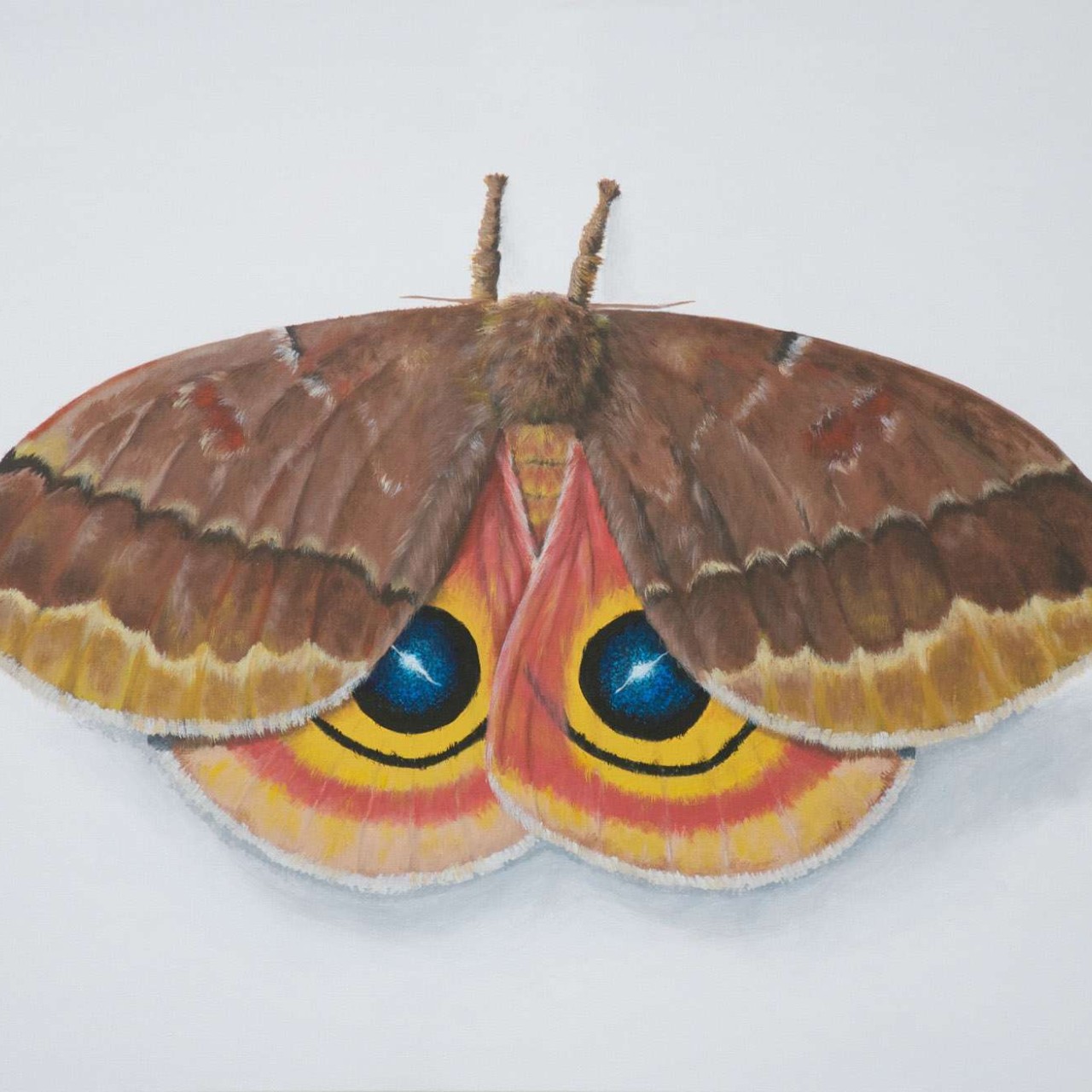 Why Do Moths Have Powdery Wings