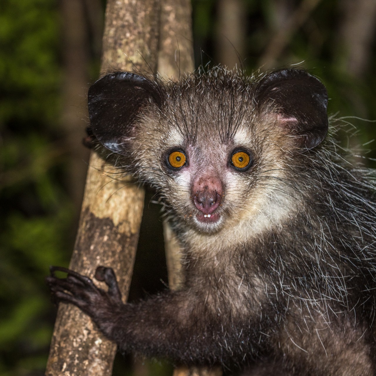 The 7 weirdest animals you need to know - YP | South China Morning Post The 7 weirdest animals you need to know - YP | South China Morning Post