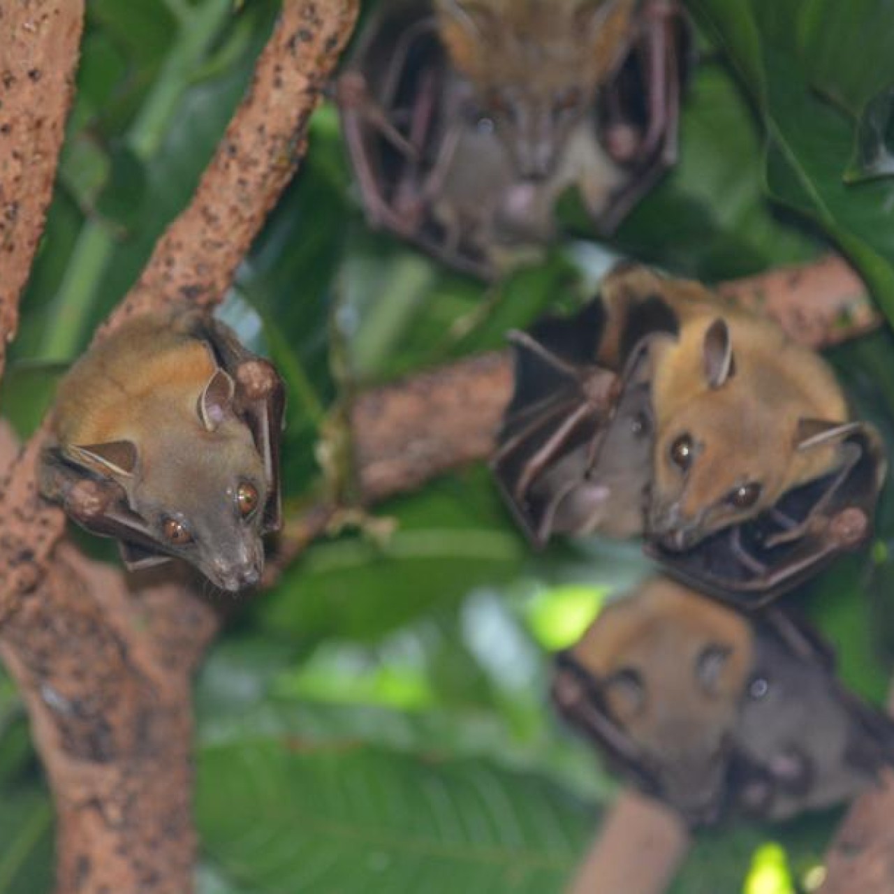 Here is why bats are crucial to maintaining balance of Hong Kong's  environment - YP | South China Morning Post