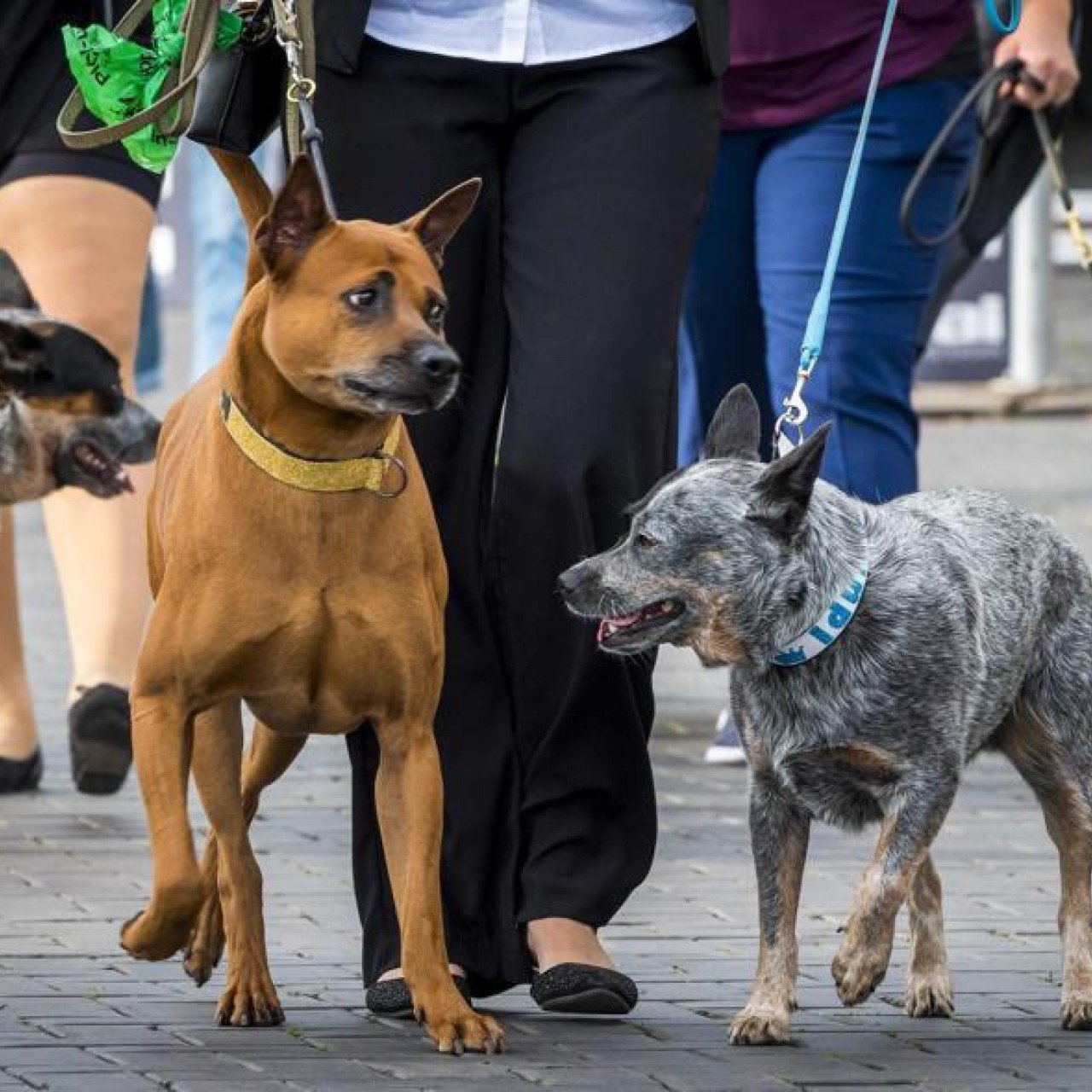 20 dog idioms that will make your writing a howling success - YP | South China Morning Post 20 dog idioms that will make your writing a howling success - YP | South China Morning Post