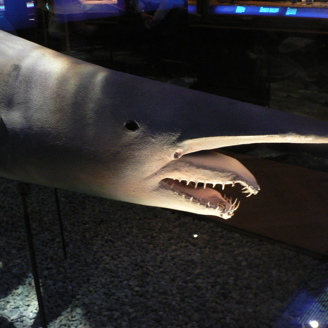 weirdest shark in the world