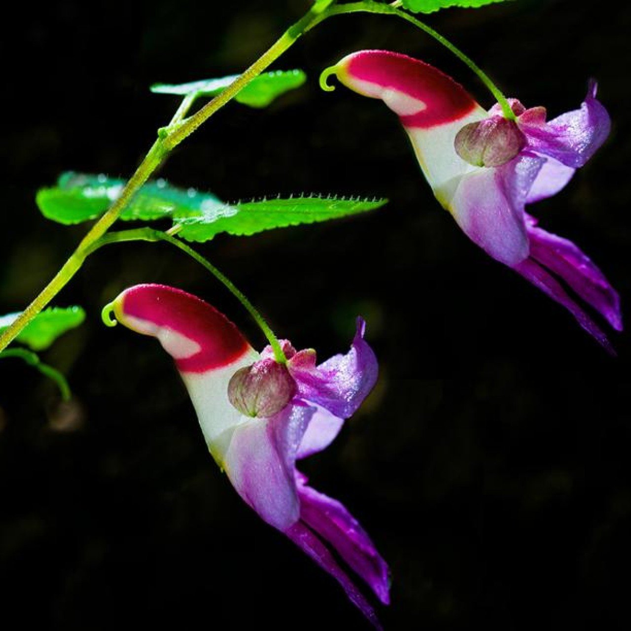 There's a species of orchid that looks like a monkey's face called 'Dracula  Simia'. It is