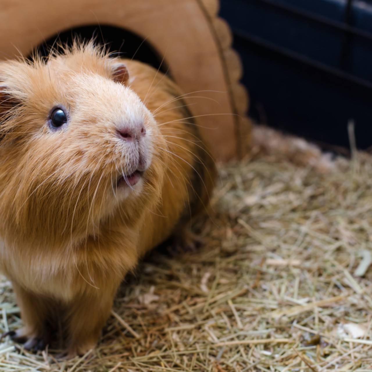 Cute store guinea pigs