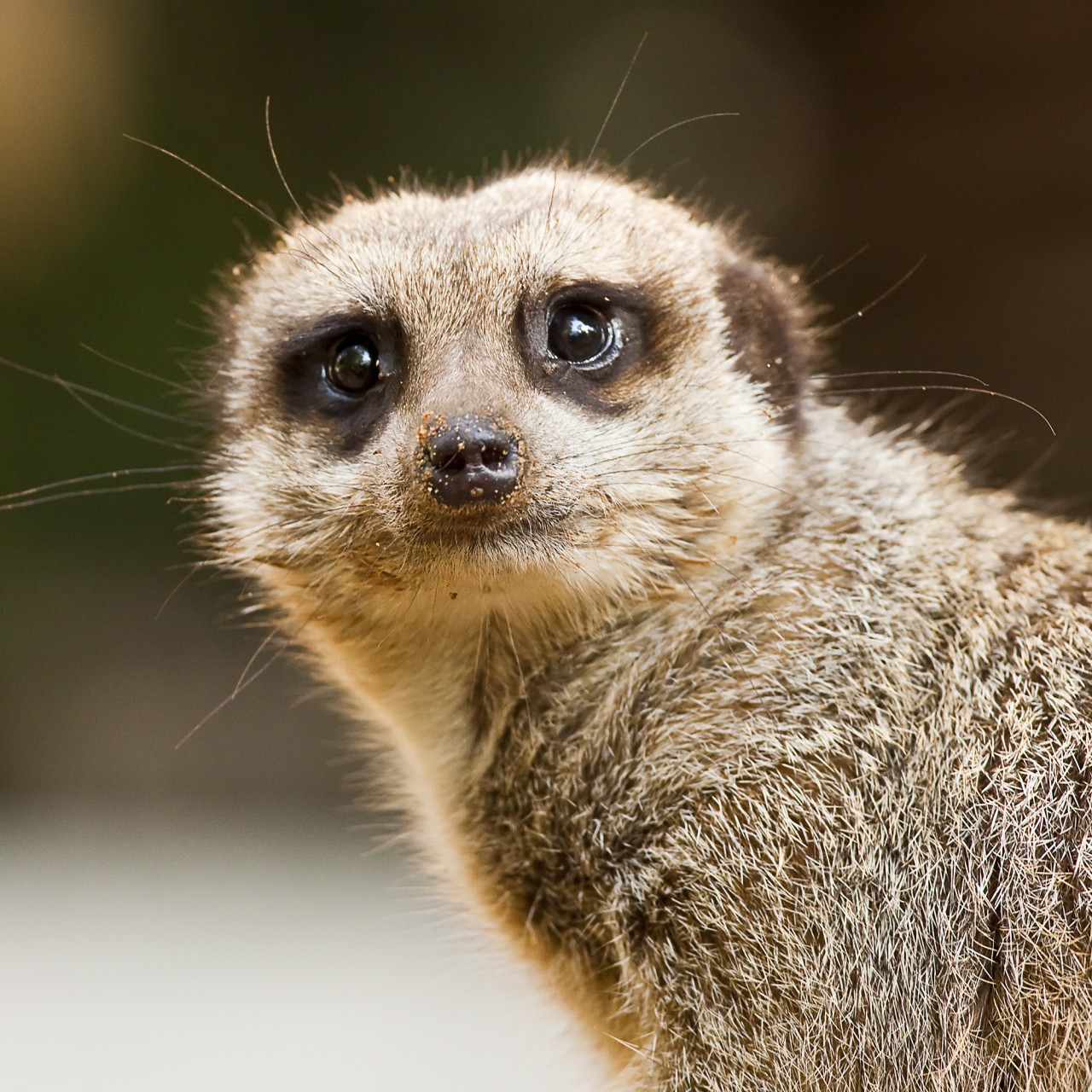 Top 10 Cutest Animals Yp South China Morning Post Top 10 Cutest Animals Yp South China Morning Post