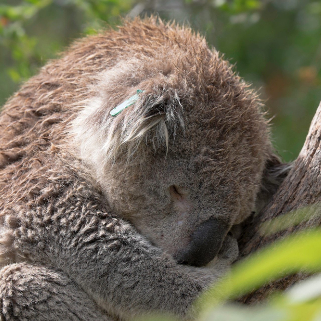 Are Koala Bears Dangerous?