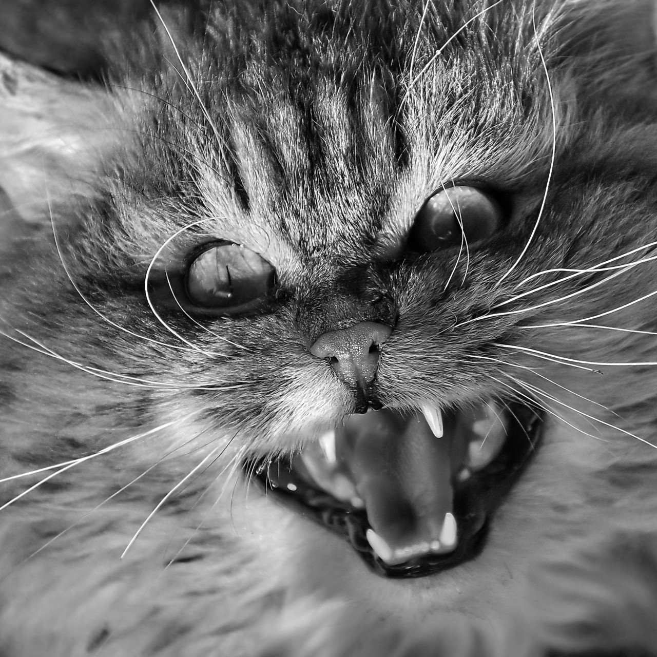 Angry Cat Dream Meaning And Spiritual Interpretation