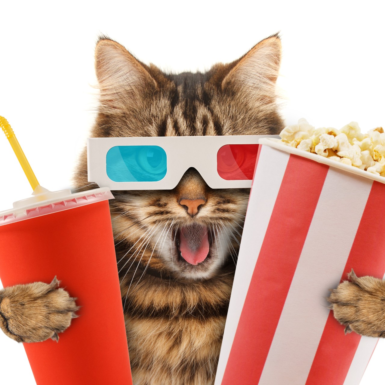 Life of Pi, Hachi: A Dog's Tale, Cats & Dogs ... here are 13 live-action animal movies you need to watch - YP | South China Morning Post Life of Pi, Hachi: A Dog's Tale, Cats & Dogs ... here are 13 live-action animal movies you need to watch - YP | South China Morning Post