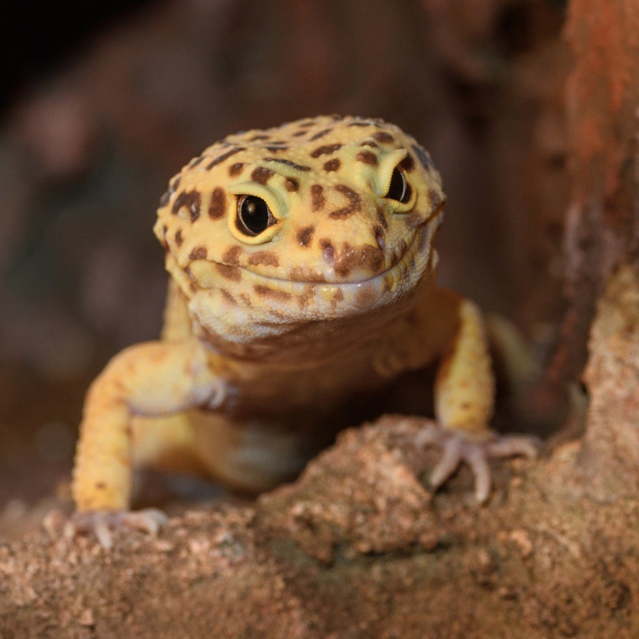 Common leopard hot sale gecko pet lizards