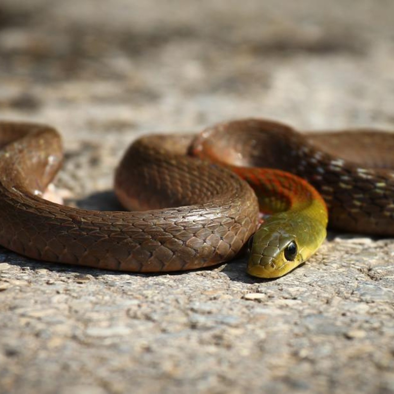 Help! There's a snake in my house: what to do and how to keep them away  from your home - YP | South China Morning Post