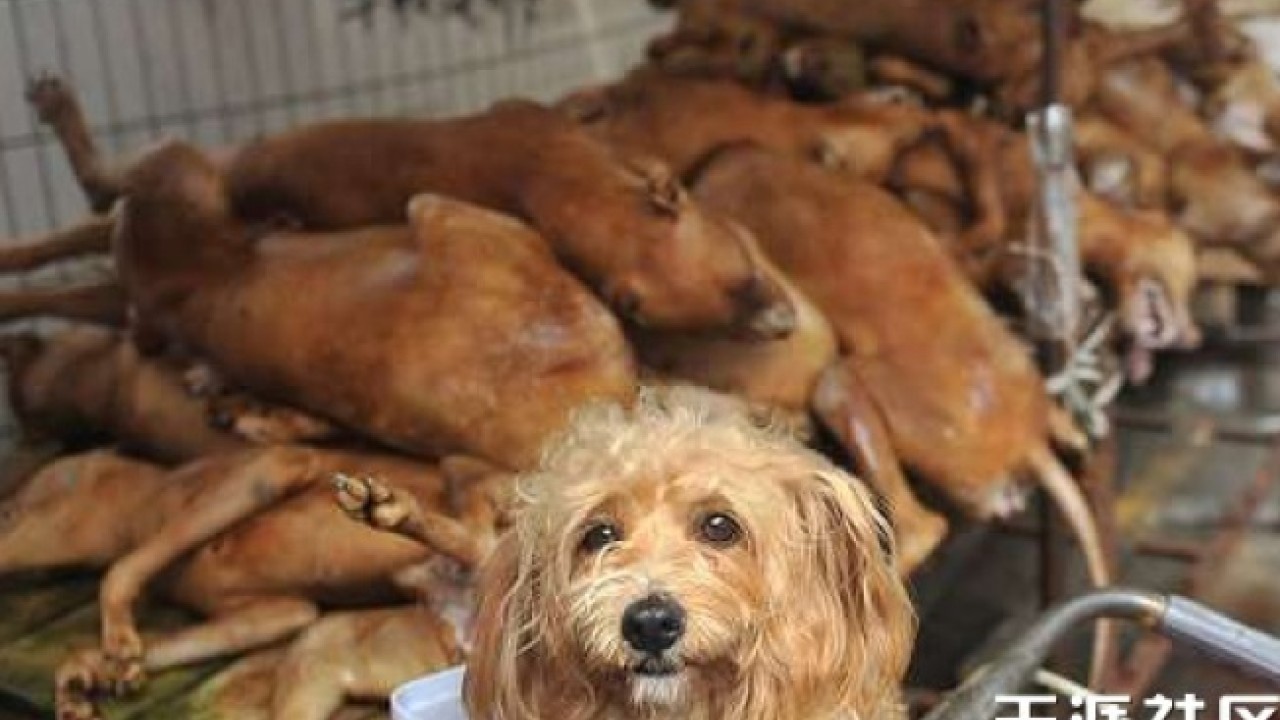 Chinese animal activists petition White House against dog meat festival in Guangxi South China Morning Post