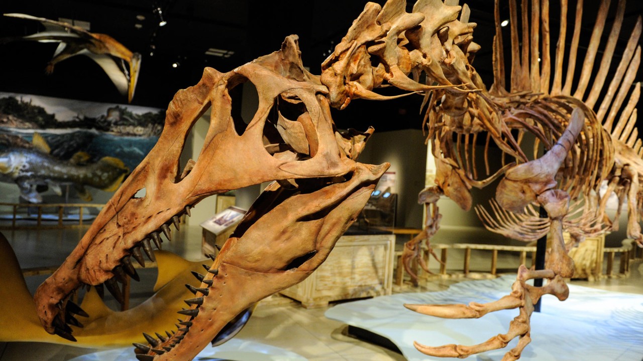 Massive Spinosaurus aegyptiacus believed to have lived in the oceans |  South China Morning Post