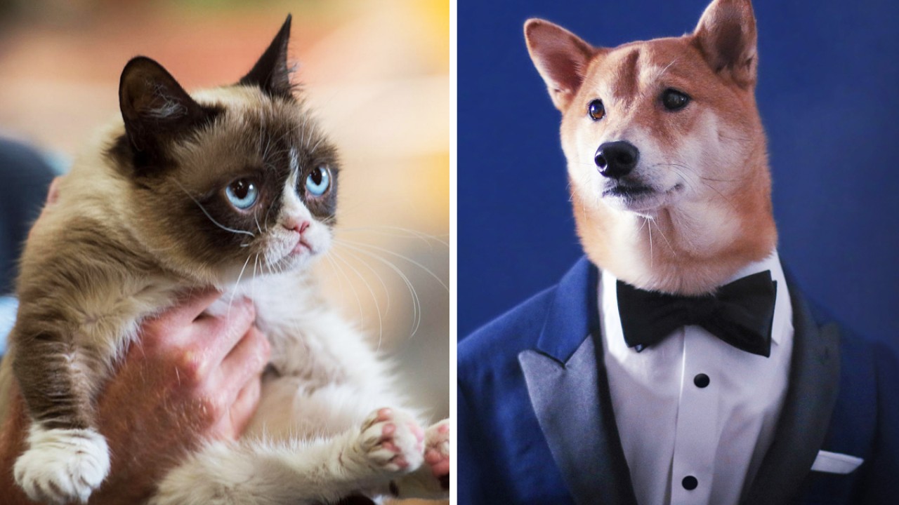 Grumpy Cat made nearly $100 million? Not quite, owner says. 