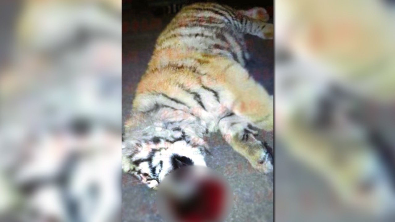 Rare tiger cub kept in cage plunges 11 floors to its death after
