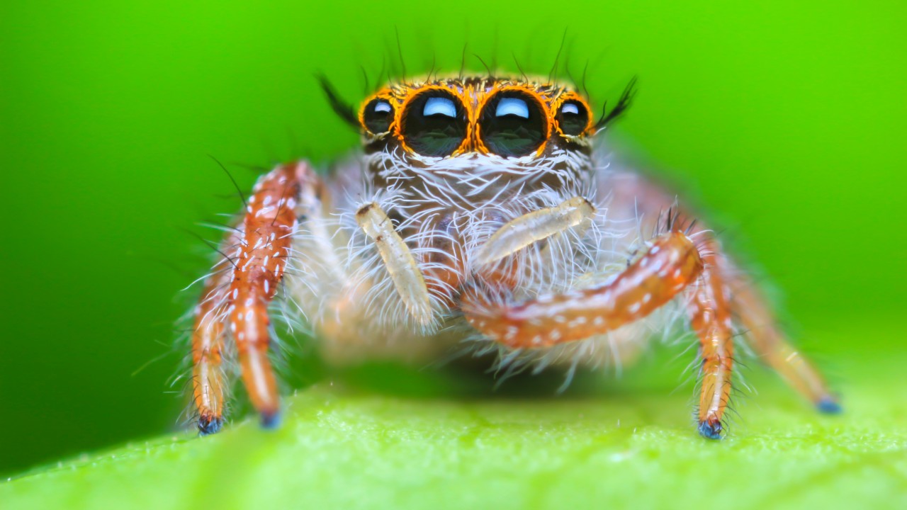 Number of spider species creeps up to 50,000