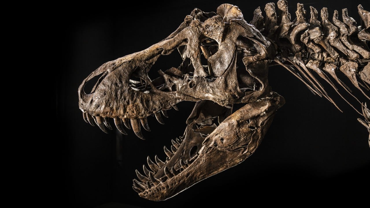 T. rex Fossil Skeleton Will Arrive at Smithsonian April 15