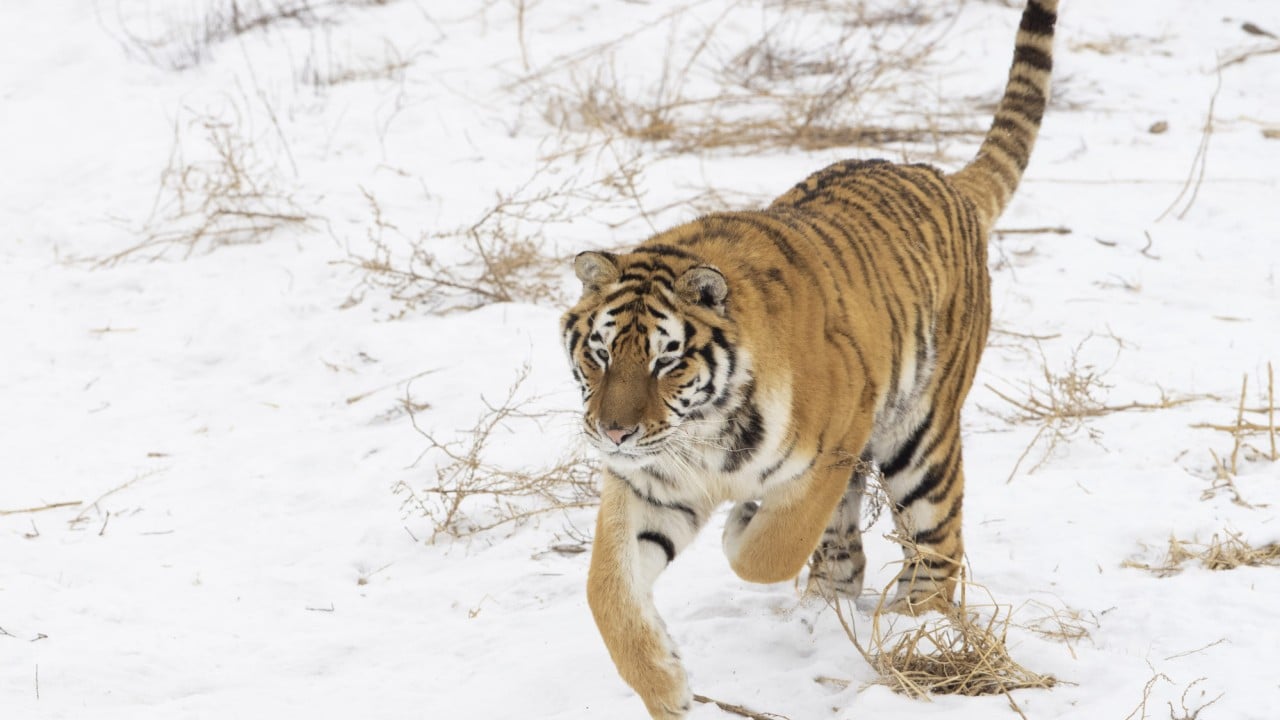 Five newborn Siberian tigers make public appearance - Headlines, features,  photo and videos from , china, news, chinanews, ecns