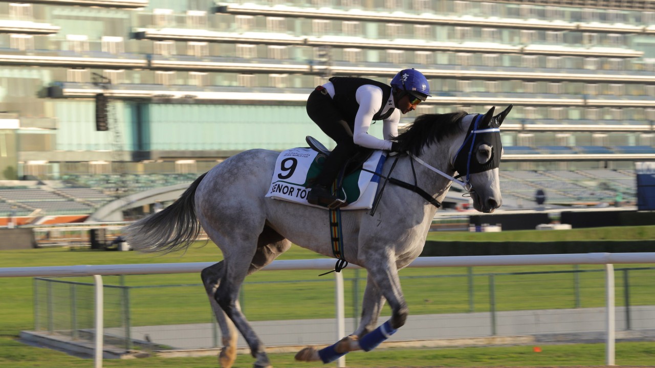 Senor Toba gallops at Meydan this week.