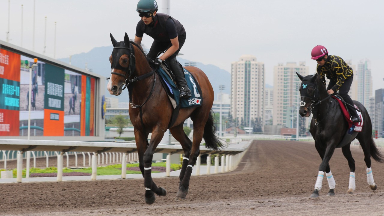 Japanese duo Prognosis and Sunrise Ronaldo gallop on the all weather track at Sha Tin on Monday.