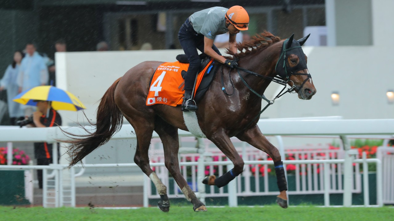 Champions Mile runner Champagne Color gallops on the turf at Sha Tin.