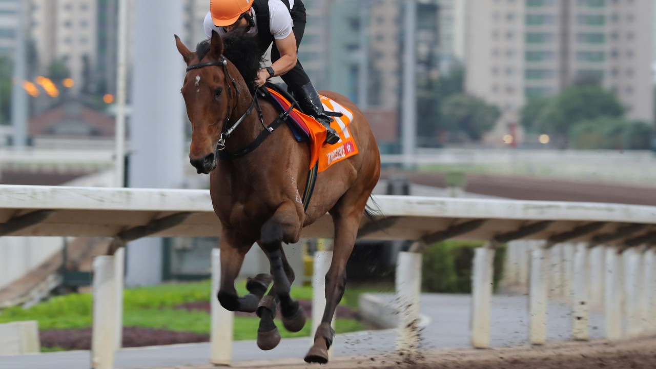 Voyage Bubble gallops on the all-weather track at Sha Tin this week.