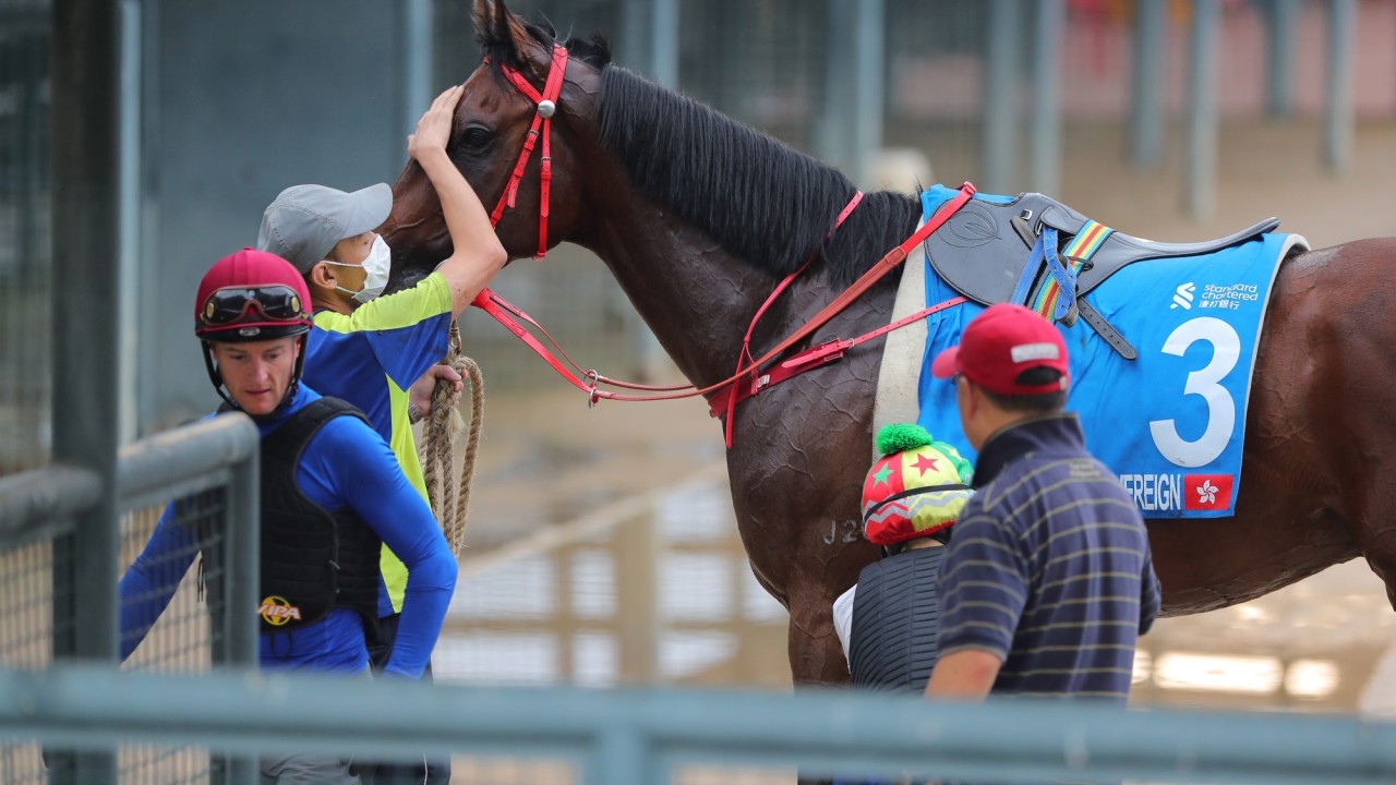 Massive Sovereign returns after working at Sha Tin on Tuesday morning.