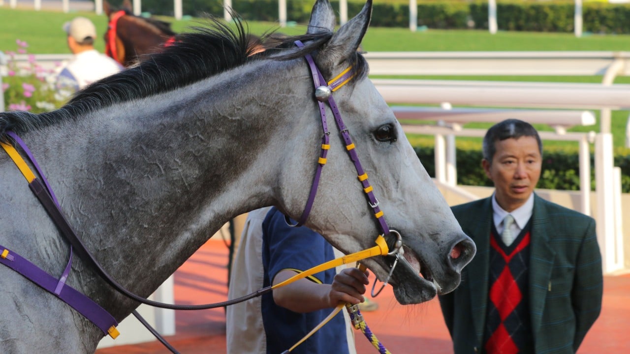 Benno Yung with Pingwu Spark after a 2018 victory.