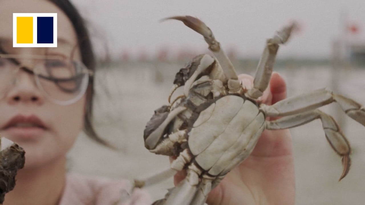 Long, hot summers are killing China’s hairy crabs