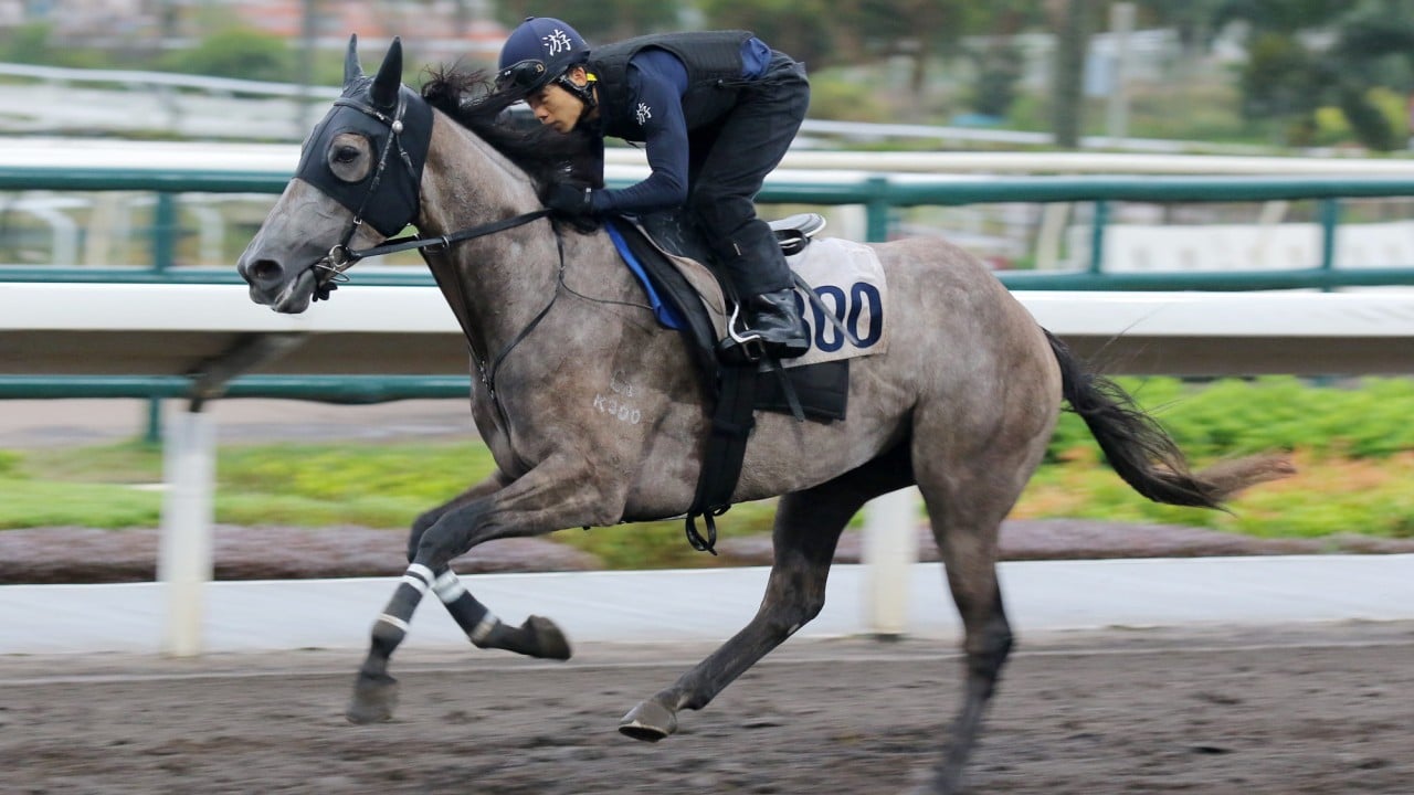 Kyrus Treasure gallops at Sha Tin last month.