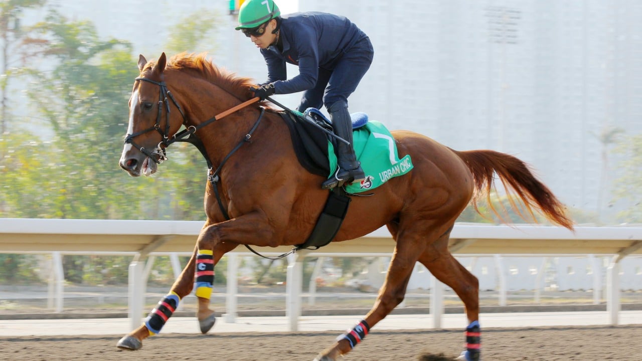 Urban Chic gallops at Sha Tin on Tuesday.