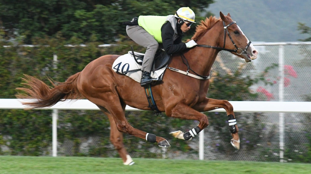Prestige Hall gallops on the Sha Tin turf.