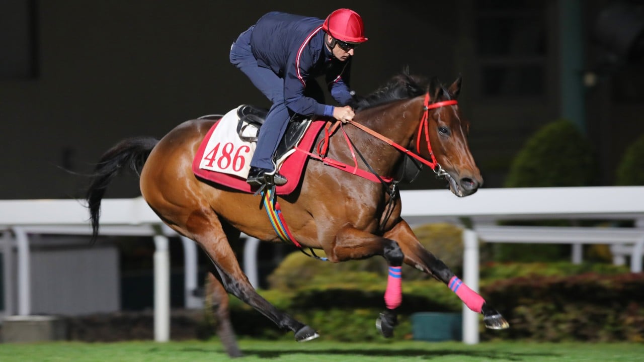 Romantic Warrior gallops on the Sha Tin turf on Tuesday morning.