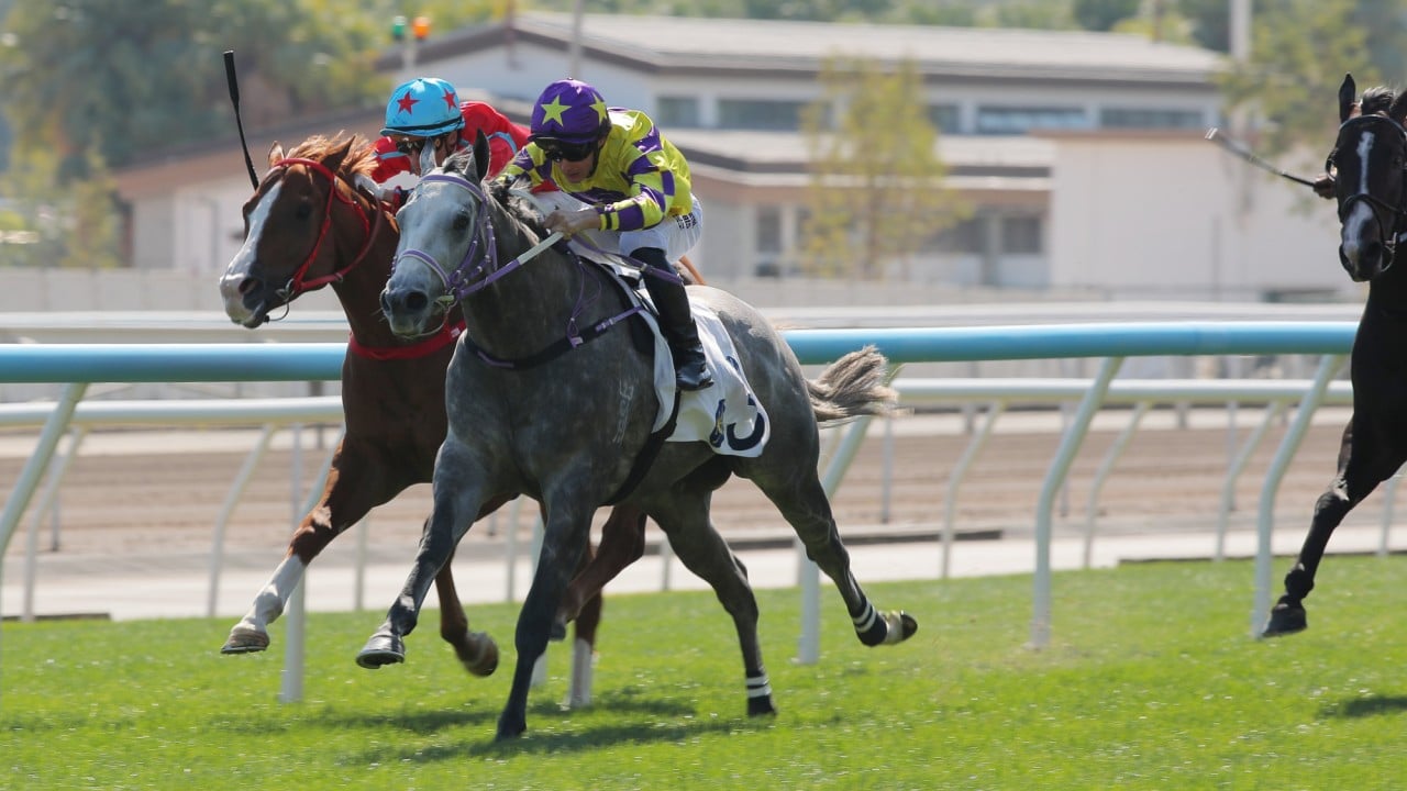 Elite Golf (grey) sticks his neck out at Sha Tin.