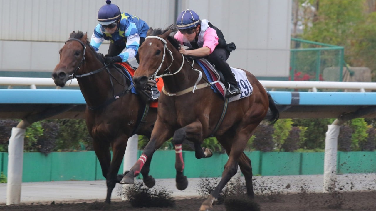 Beauty Bolt (outside) in action in a dirt trial last week.