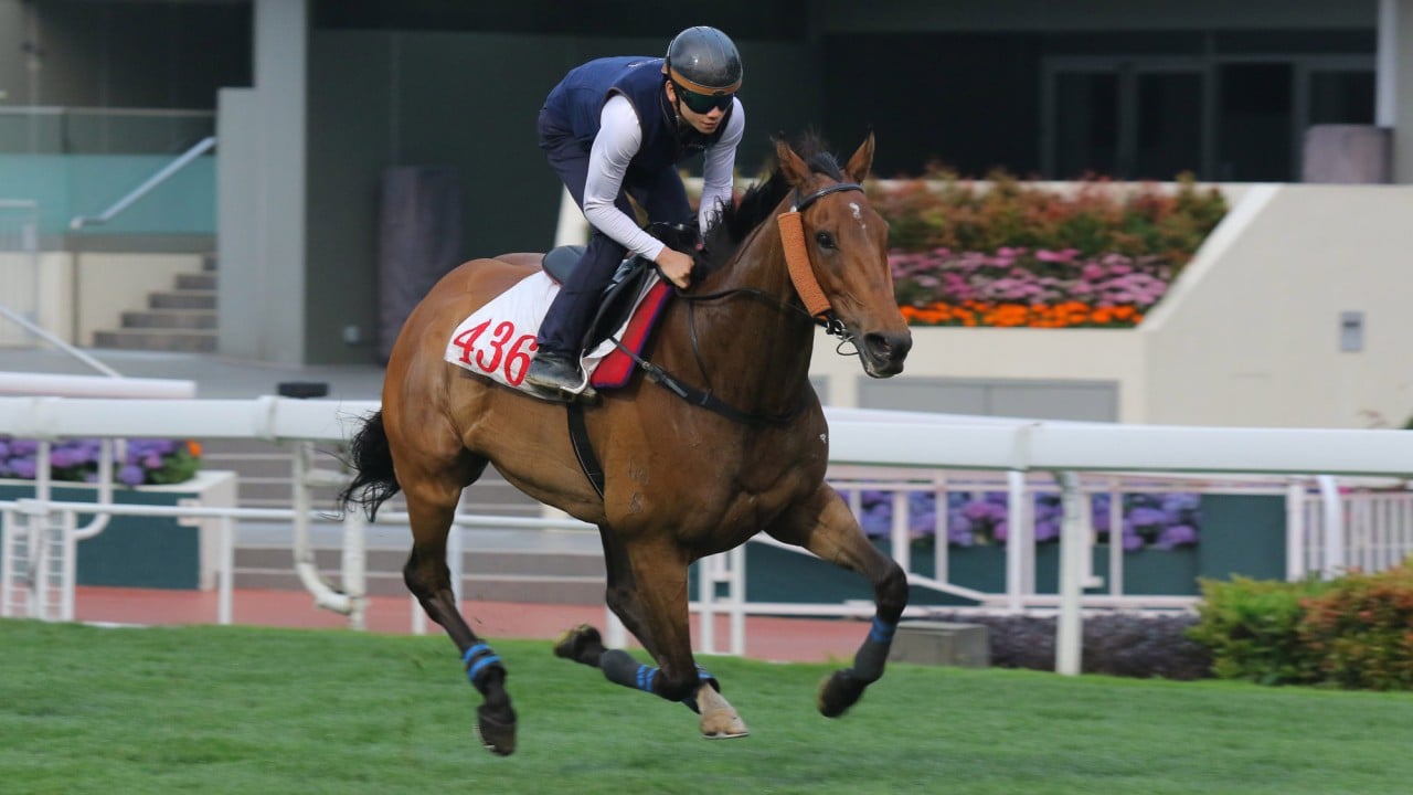 Voyage Bubble gallops at Sha Tin earlier this week.