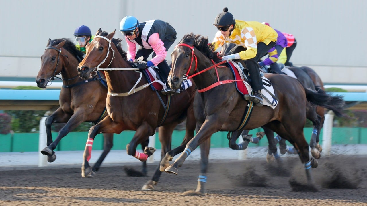 Crossborderpegasus (yellow) trials at Sha Tin in December. 
