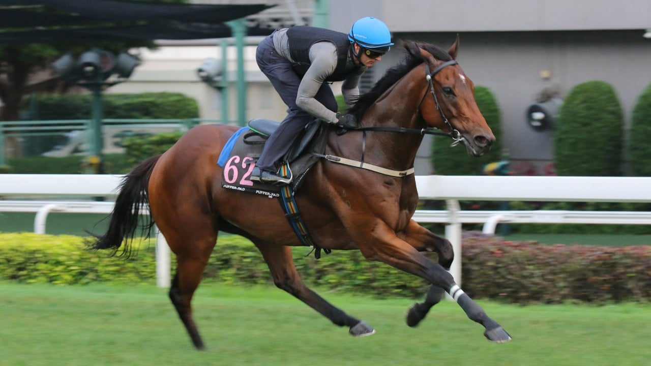 Ka Ying Rising gallops at Sha Tin on Thursday.