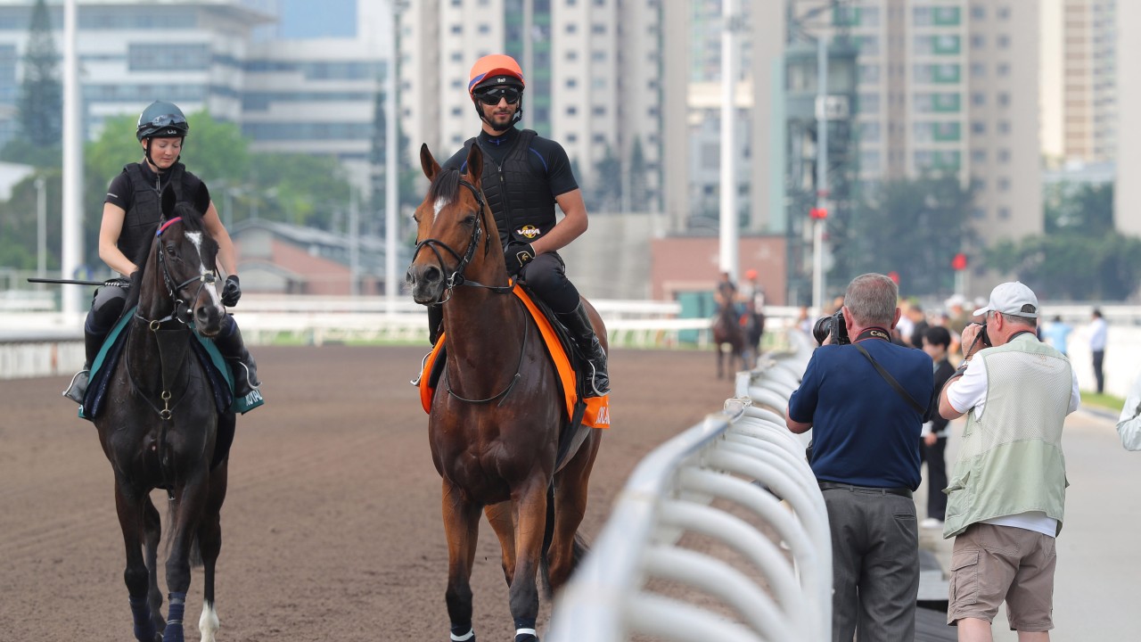 Docklands (right) and Royal Champion at Sha Tin on Wednesday. Photos: Kenneth Chan