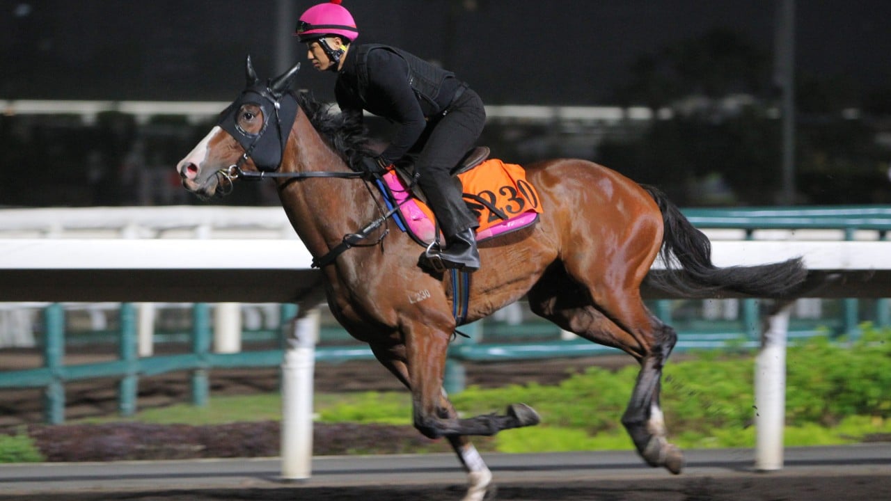 Baby Sakura gallops at Sha Tin last month.