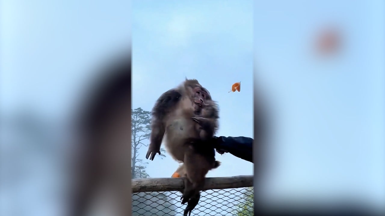 Tourist banned from China Unesco site for shoving monkey