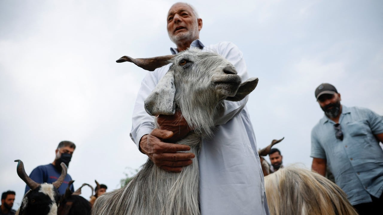 Indian heatwave sickens livestock ahead of Eid al-Adha
