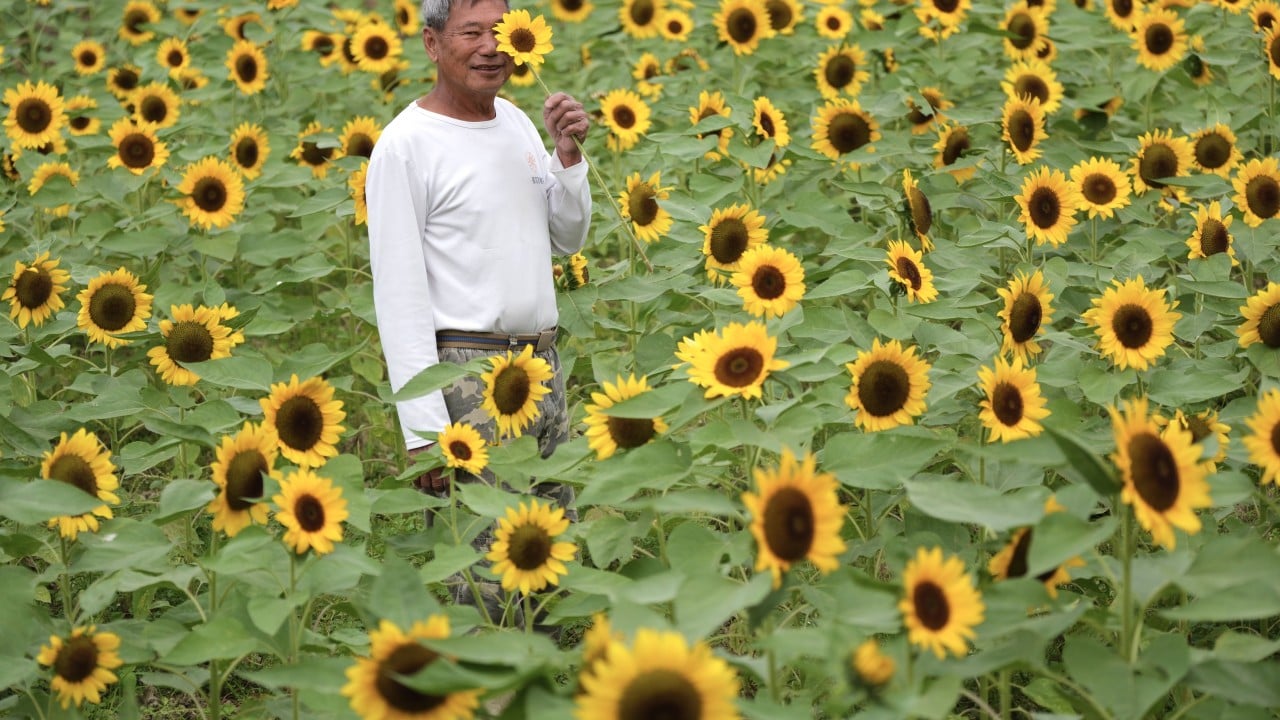 Hongkongers rush to sunflower garden as eviction looms