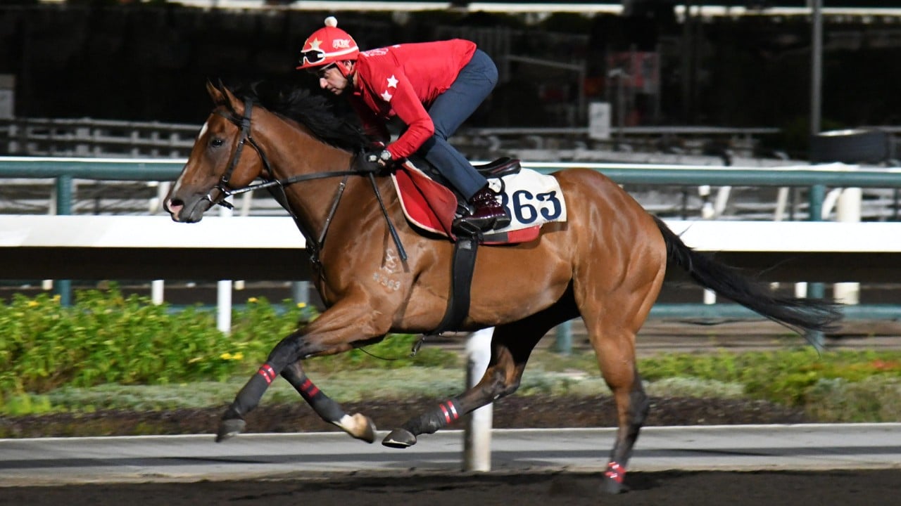 Douglas Whyte gallops Celestial Hero on the dirt.