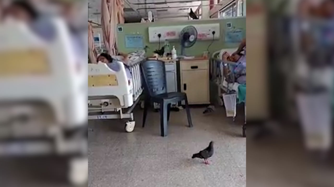Pigeons peck at patients’ food in Malaysian hospital