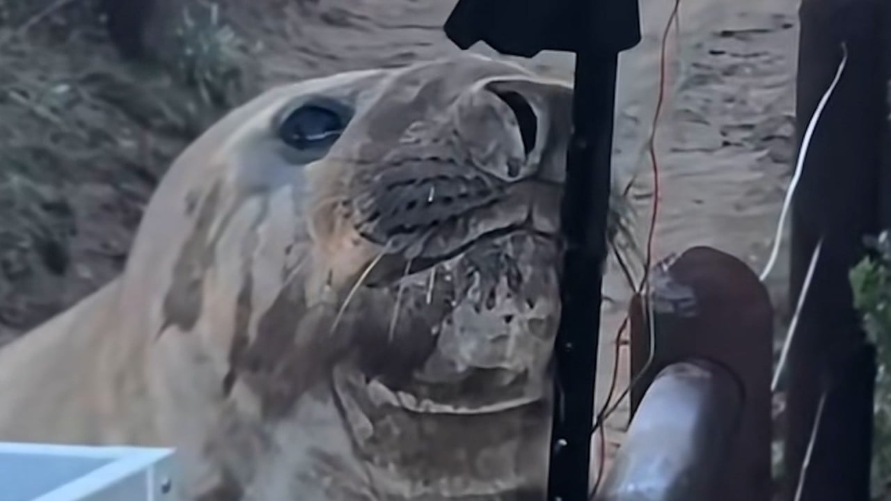 Australia falls for rowdy Neil the Seal
