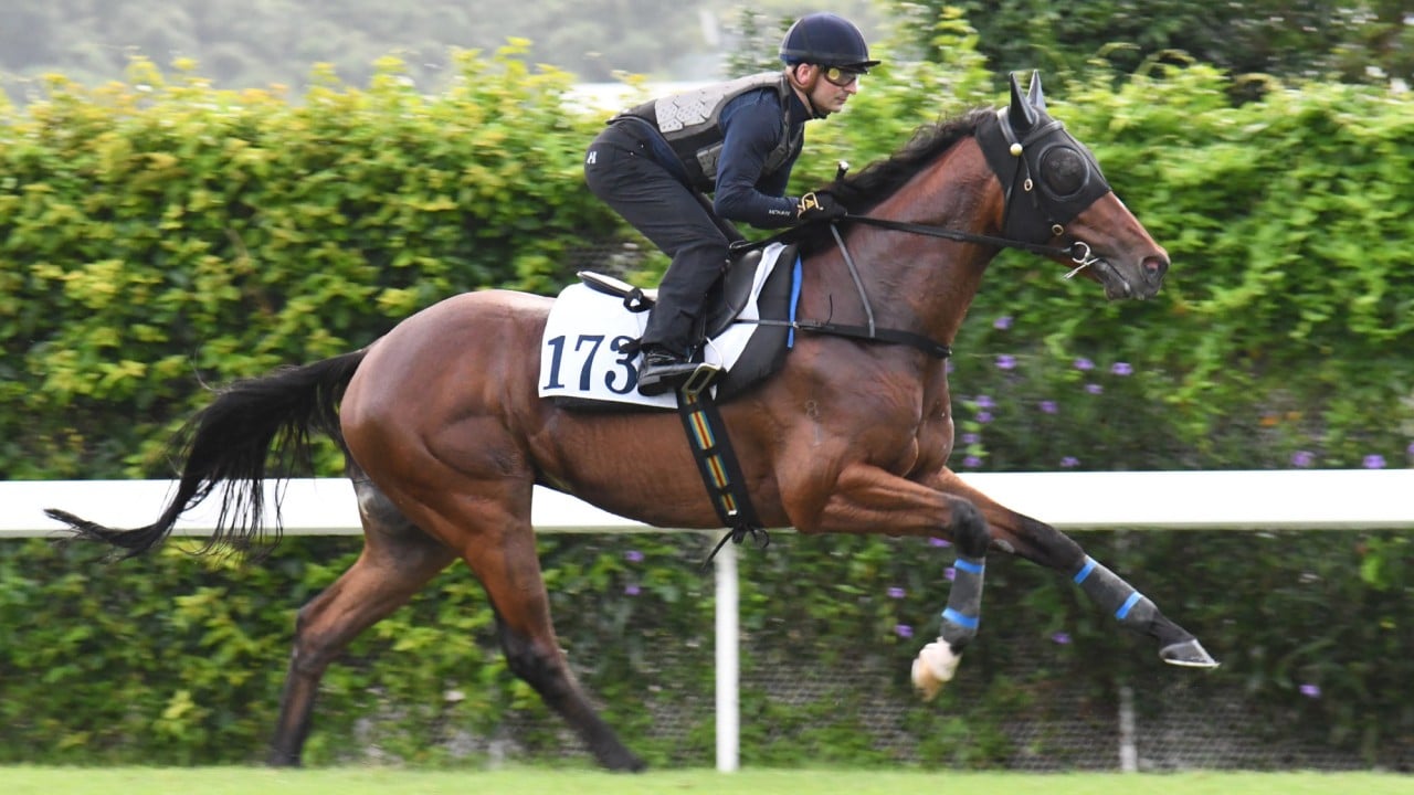 Crimson Flash gallops on the Sha Tin turf last week.