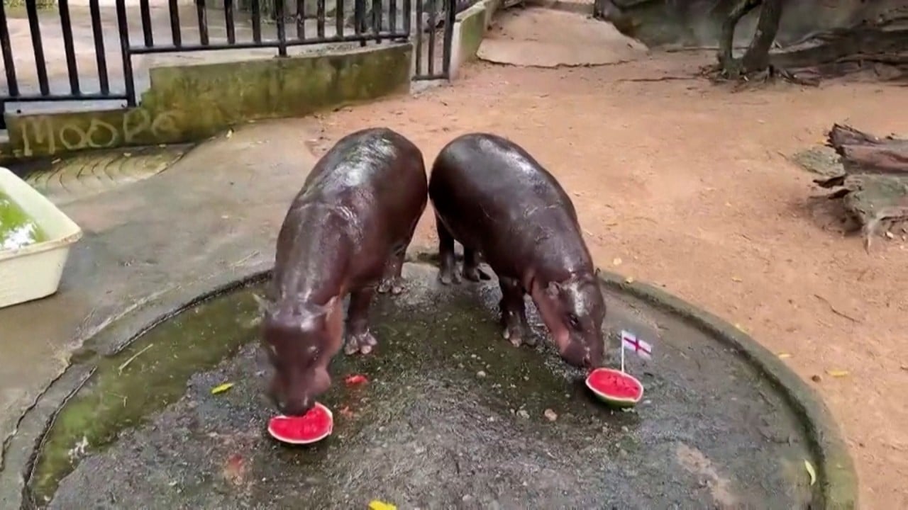 Pygmy hippo Moo Deng picks World Cup semi-final winners