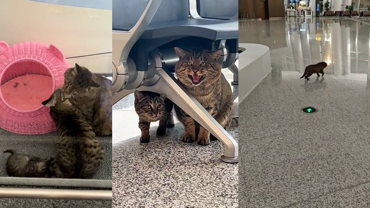 Stray cats become paw patrol at Chinese airport