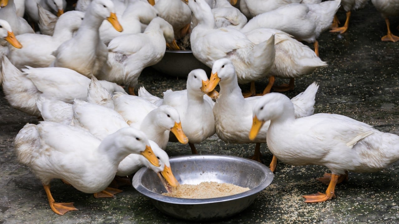 Brussels is probing Pekin duck