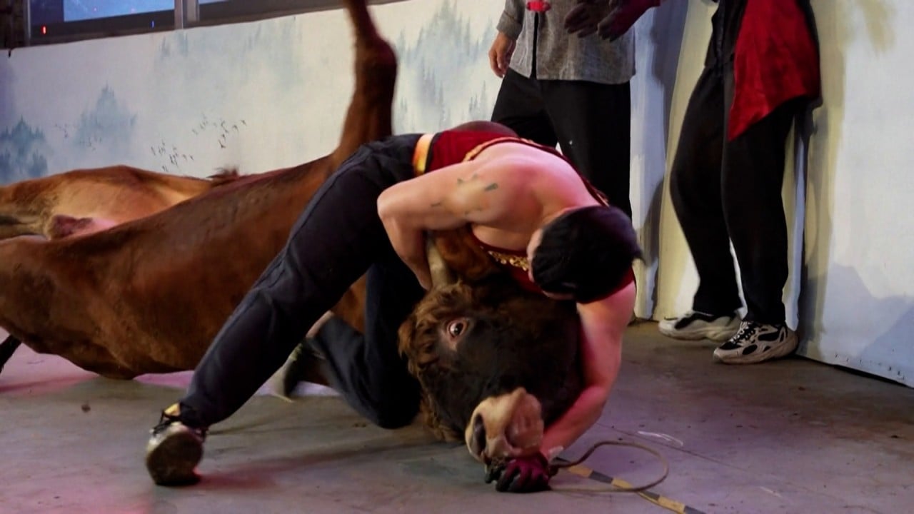 China’s bull-wrestling tradition fights to survive